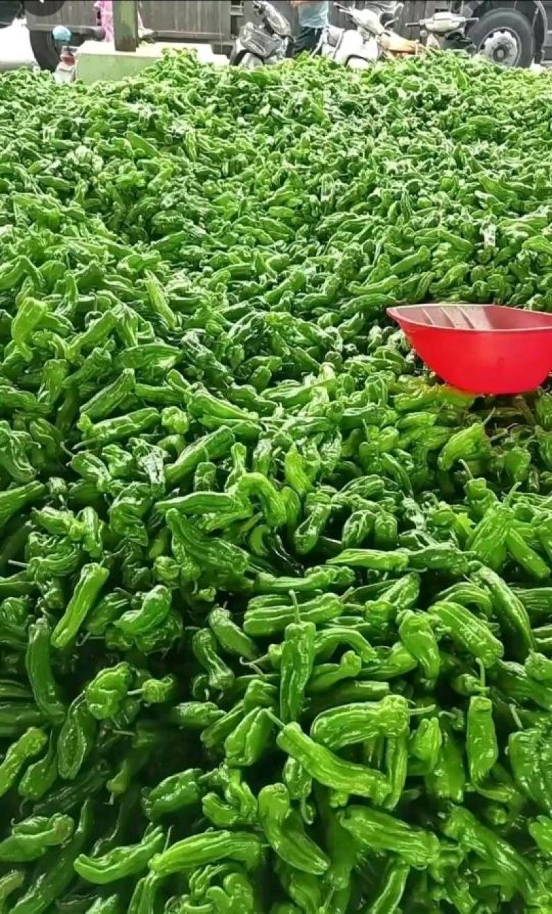 精品薄皮芜湖椒，苏椒5号，砀椒品种全，代收代发全国