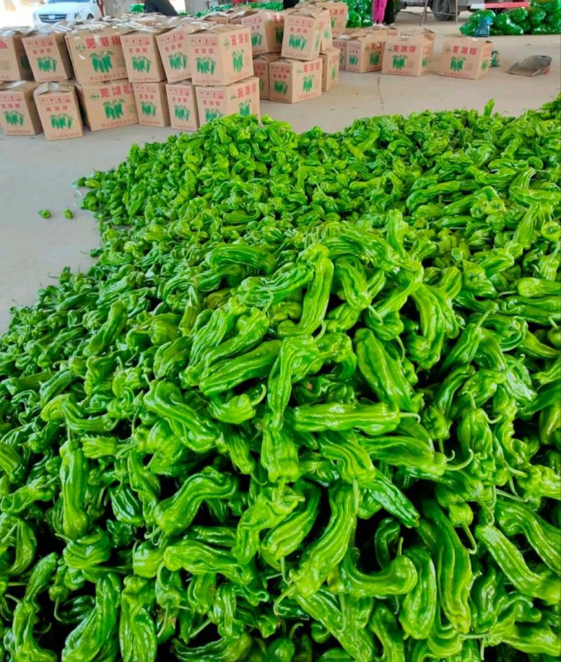精品薄皮芜湖椒，苏椒5号，砀椒品种全，代收代发全国