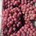 河北优质红提葡萄，产地直销，可供货到春节。