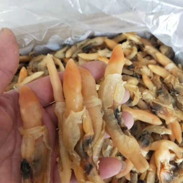 蛏王肉干干度好无沙干净支持一件代发对接各地电商