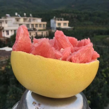 正宗平和琯溪红心柚子
