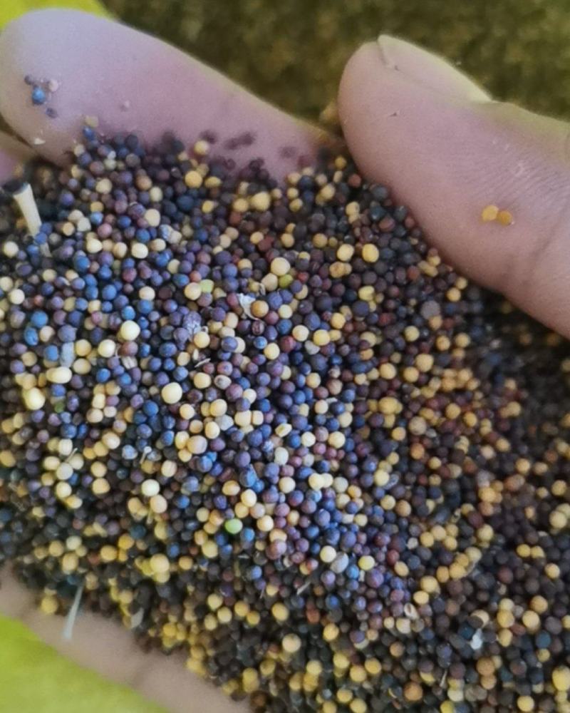 油菜籽