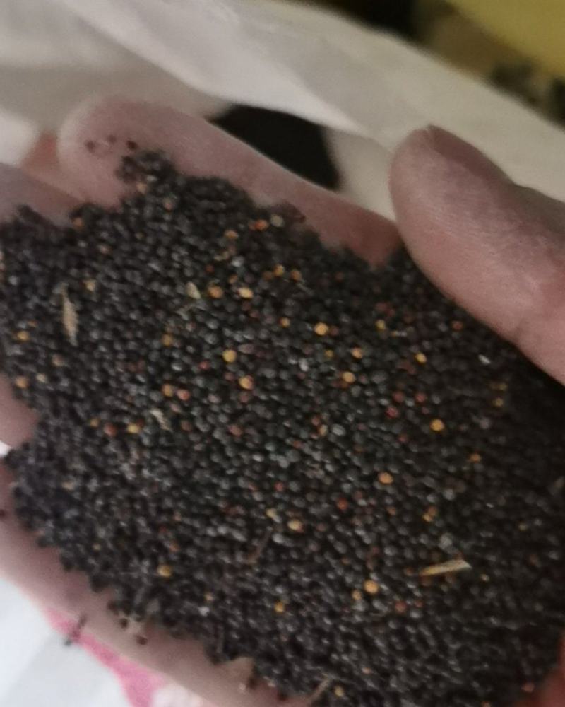 油菜籽