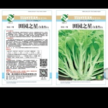 白菜苔，杂交一代，播种至收割36-40天，移栽45天左