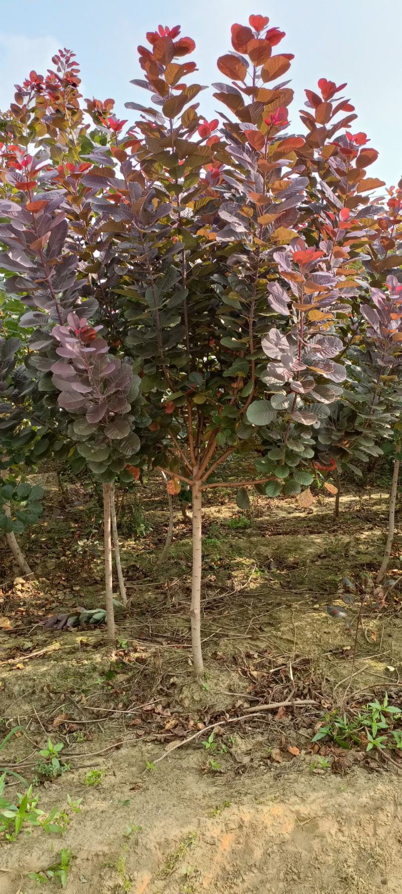 红栌美国红栌1----8公分各种规格大小苗