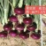 极早赤珠杂交一代扁厚型紫红亮丽，亩产1.2万斤