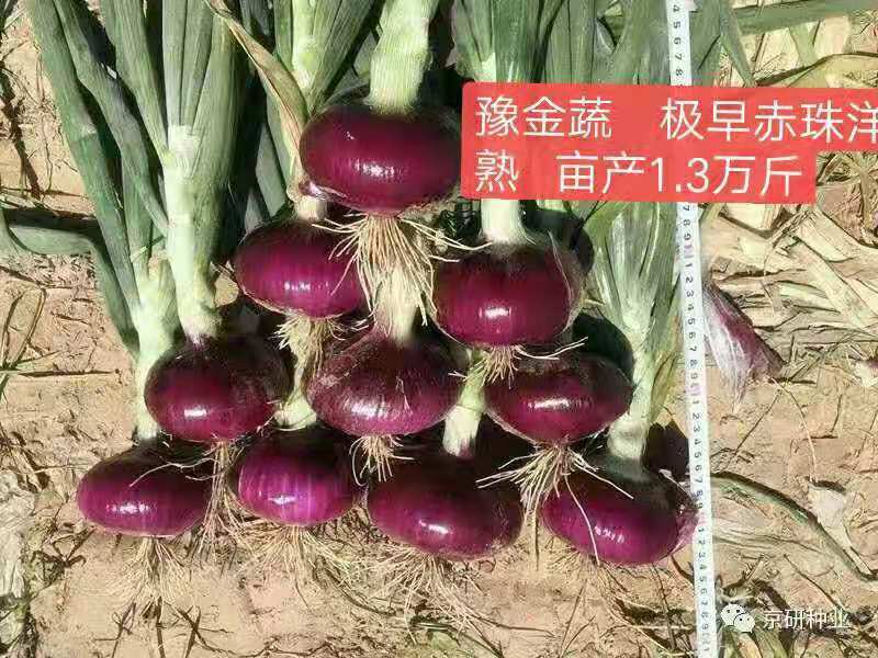 极早赤珠杂交一代扁厚型紫红亮丽，亩产1.2万斤