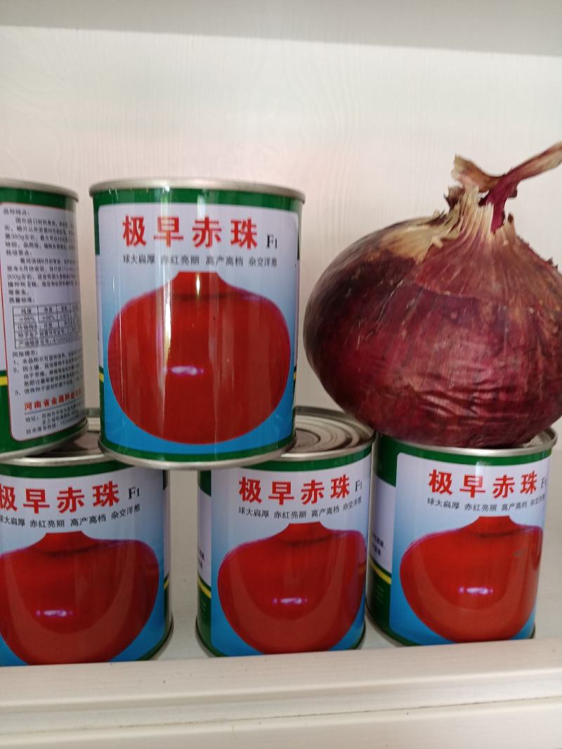 极早赤珠杂交一代扁厚型紫红亮丽，亩产1.2万斤