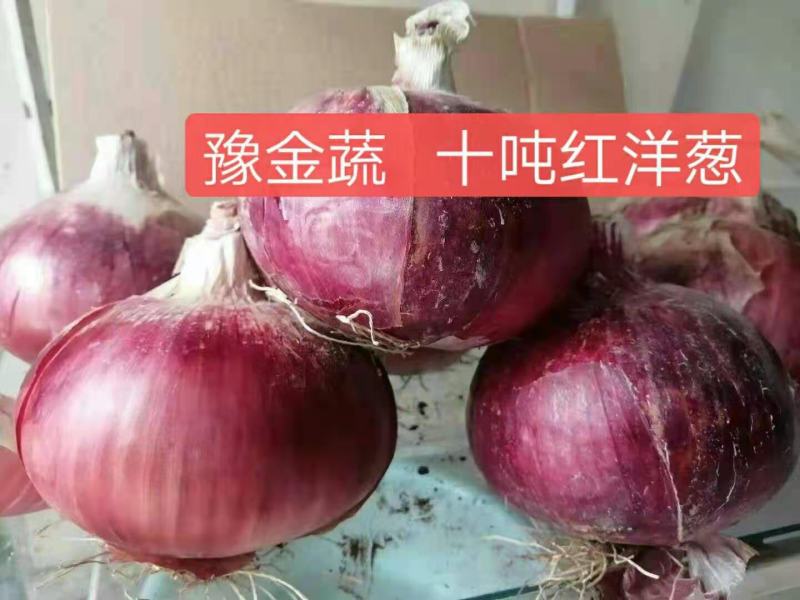 十吨红适宜甘肃新疆内蒙种植色泽红亮个头大抗裂