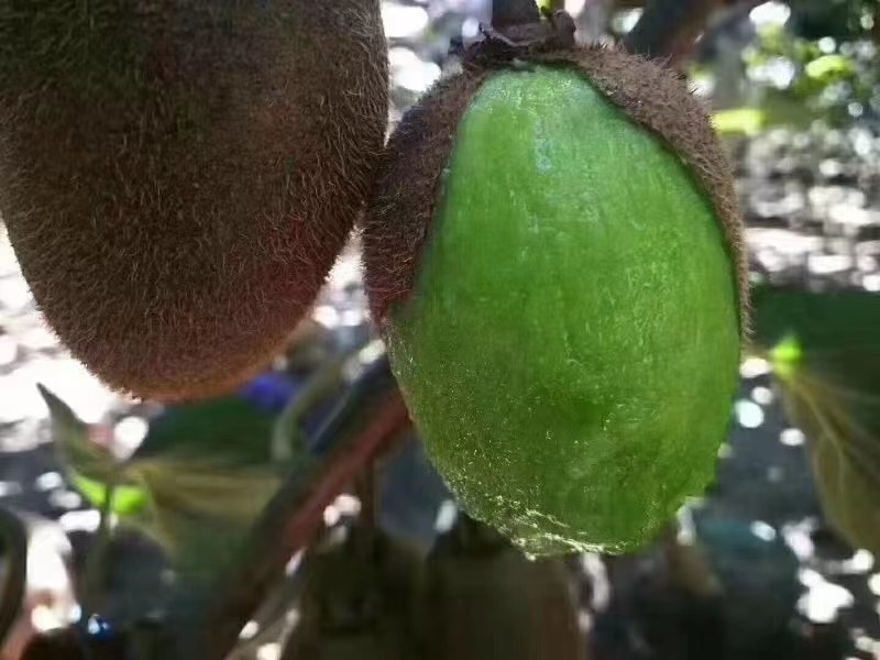 翠香猕猴桃徐香翠香瑞雨猕猴桃适合零卖产地现货