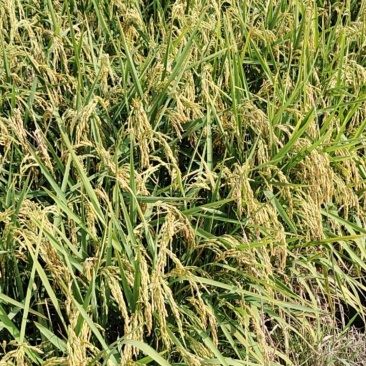 稻谷稻花香水稻（细长型香香）量大从优对接全国市场