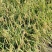 稻谷稻花香水稻（细长型香香）量大从优对接全国市场