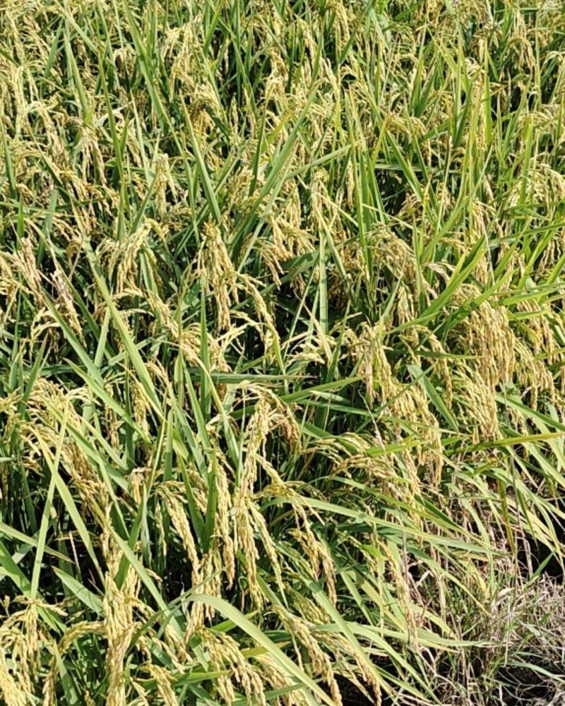 稻谷稻花香水稻（细长型香香）量大从优对接全国市场