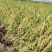 稻谷稻花香水稻（细长型香香）量大从优对接全国市场