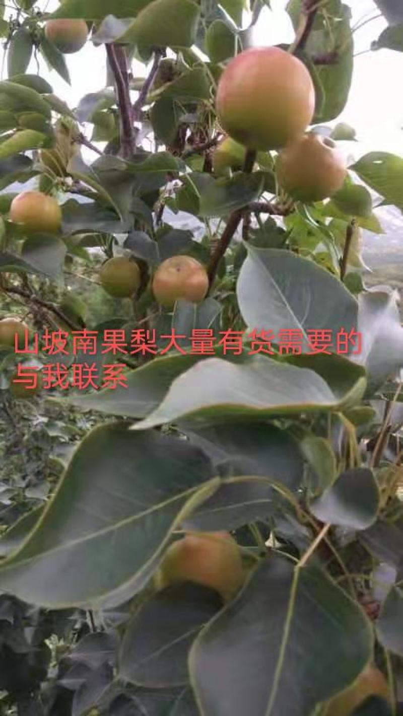 南果梨