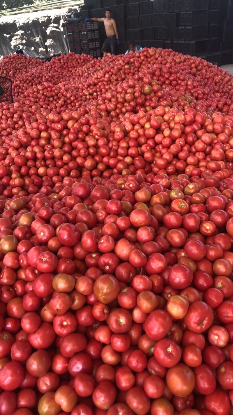 米易番茄，硬粉西红柿，米易西红柿，大棚红果。