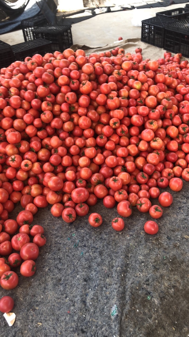 米易番茄，硬粉西红柿，米易西红柿，大棚红果。