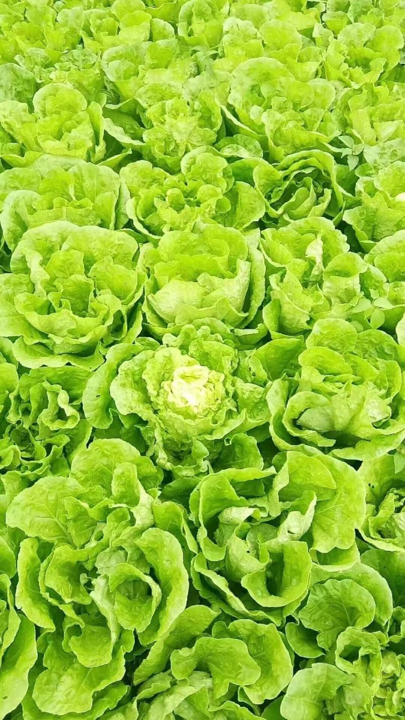 白菜