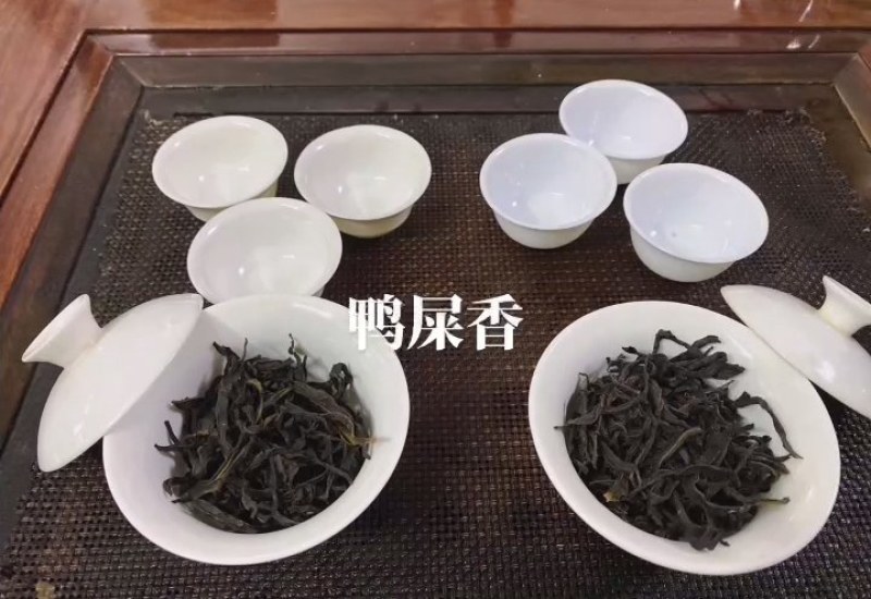 凤凰春乌岽春鸭屎香单丛别名（银花香茶）海拔1000米