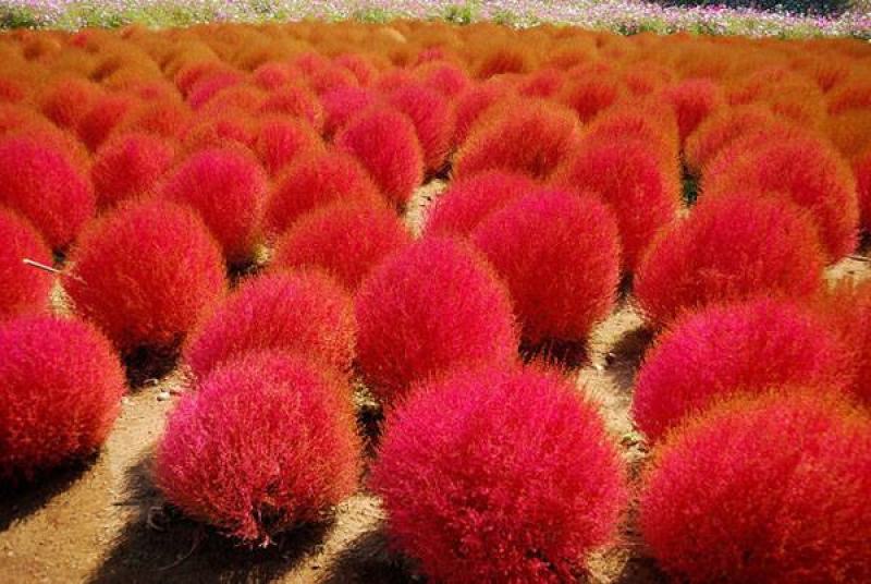 红地肤草种子扫帚菜种子四季花海花坛庭院盆栽草坪花草籽