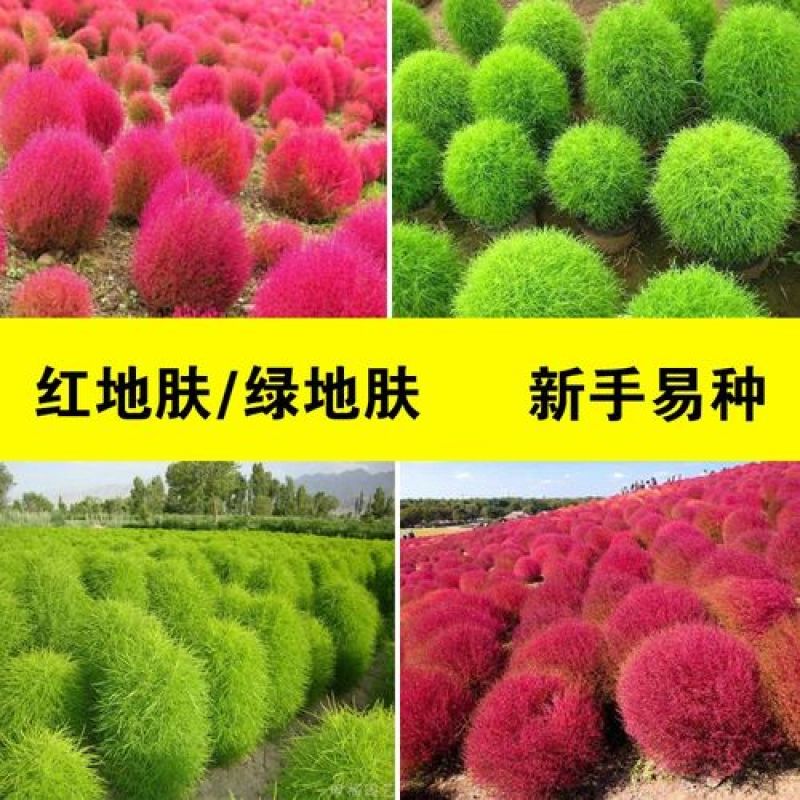 红地肤草种子扫帚菜种子四季花海花坛庭院盆栽草坪花草籽