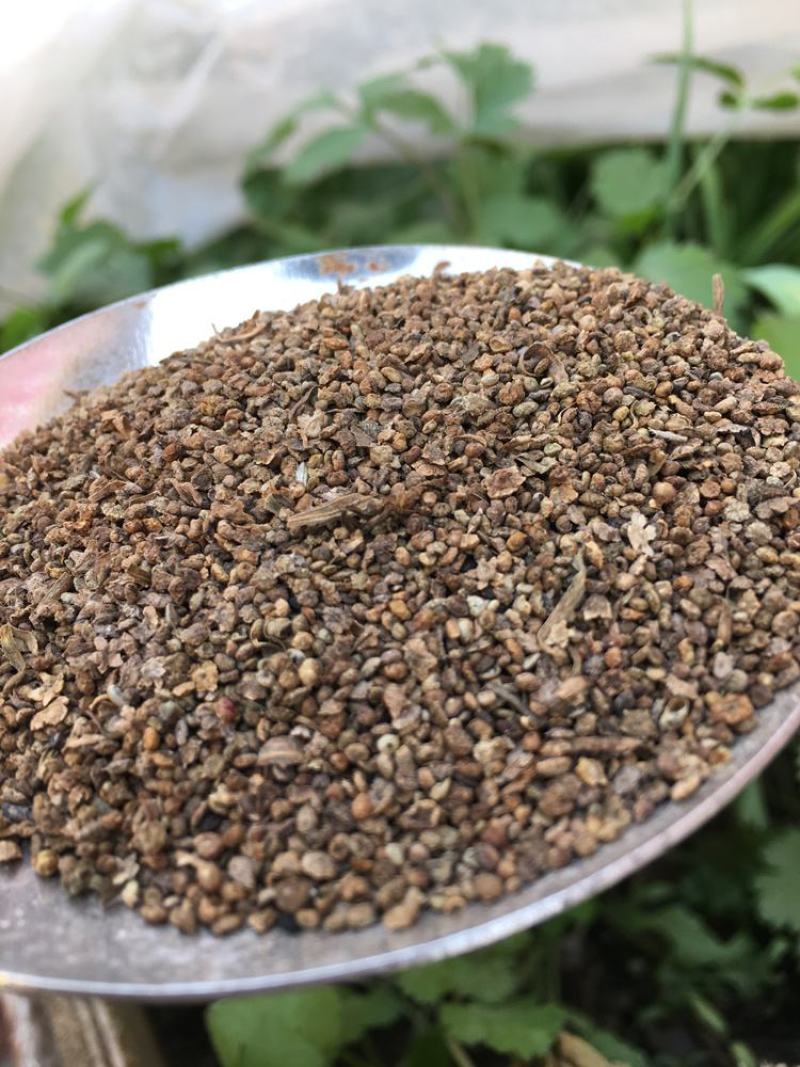 红地肤草种子扫帚菜种子四季花海花坛庭院盆栽草坪花草籽