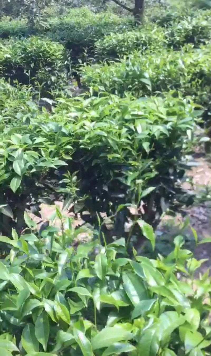 热销产品凤凰单丛蜜兰香不错的一款，茶的炭香味从这里出
