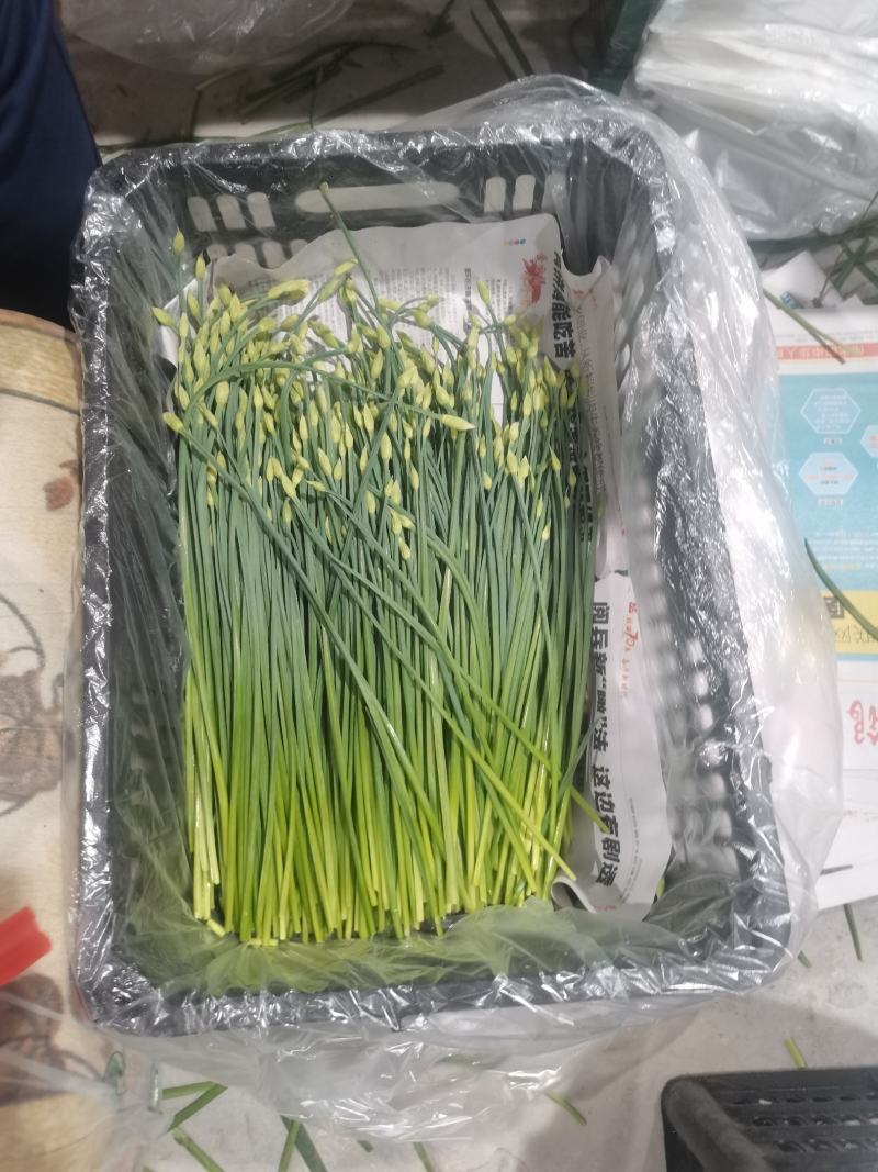 精品韭苔，自产自销一手货源万亩精品大棚韭苔大量供应