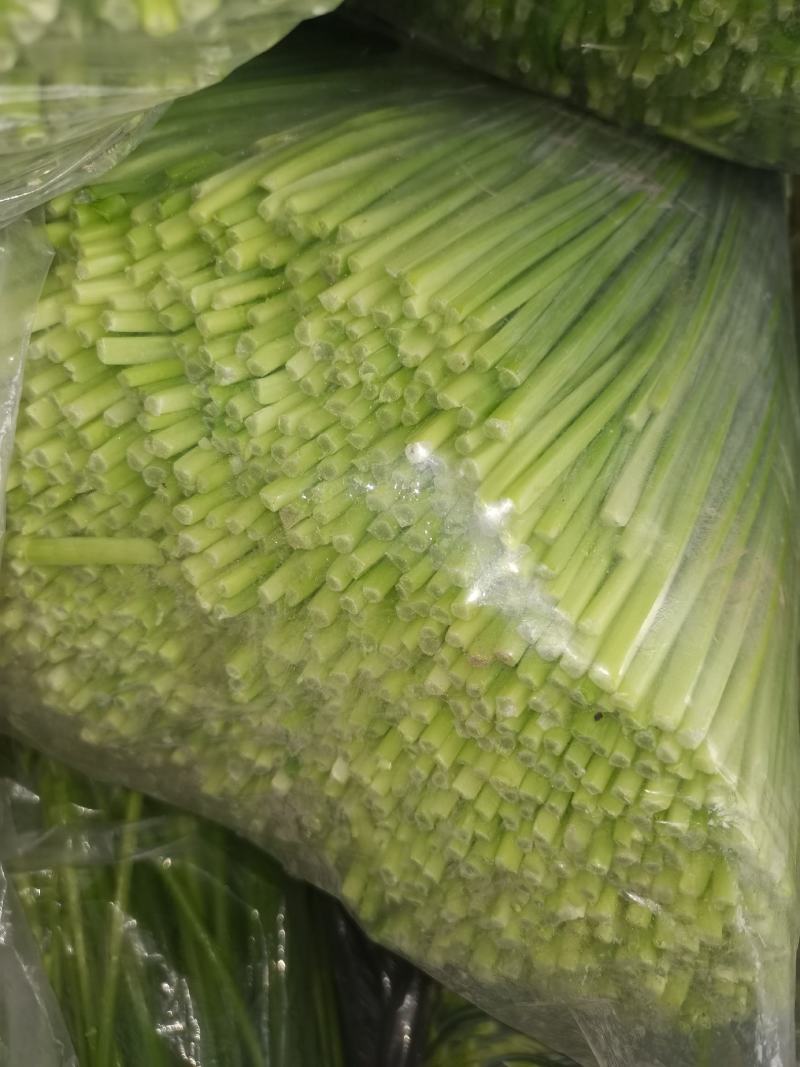 精品韭苔，自产自销一手货源万亩精品大棚韭苔大量供应