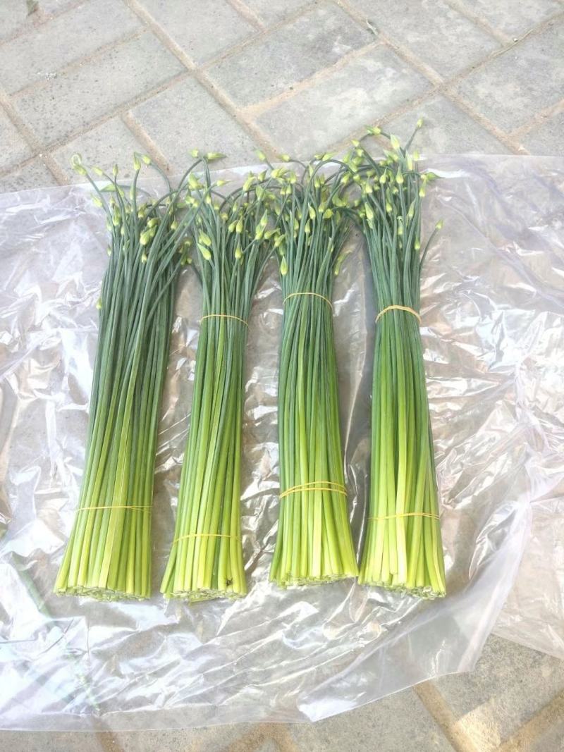 精品韭苔，自产自销一手货源万亩精品大棚韭苔大量供应