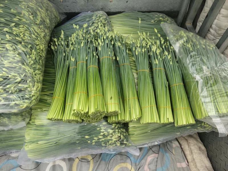 精品韭苔，自产自销一手货源万亩精品大棚韭苔大量供应