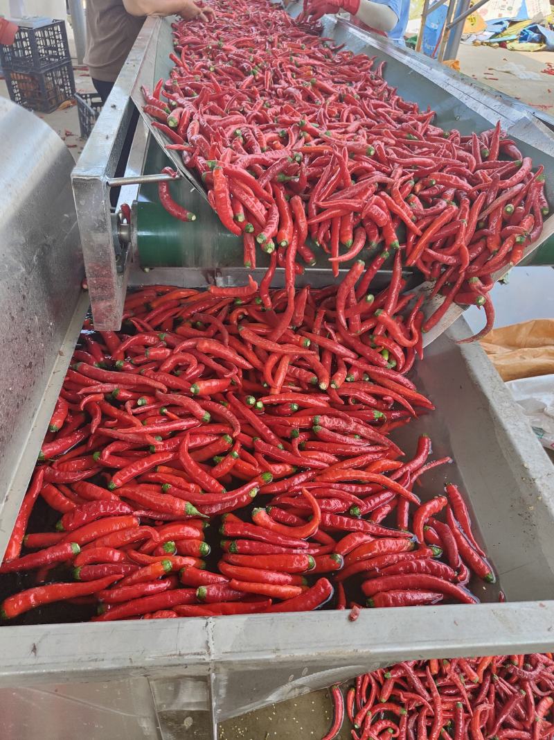 鲜辣椒