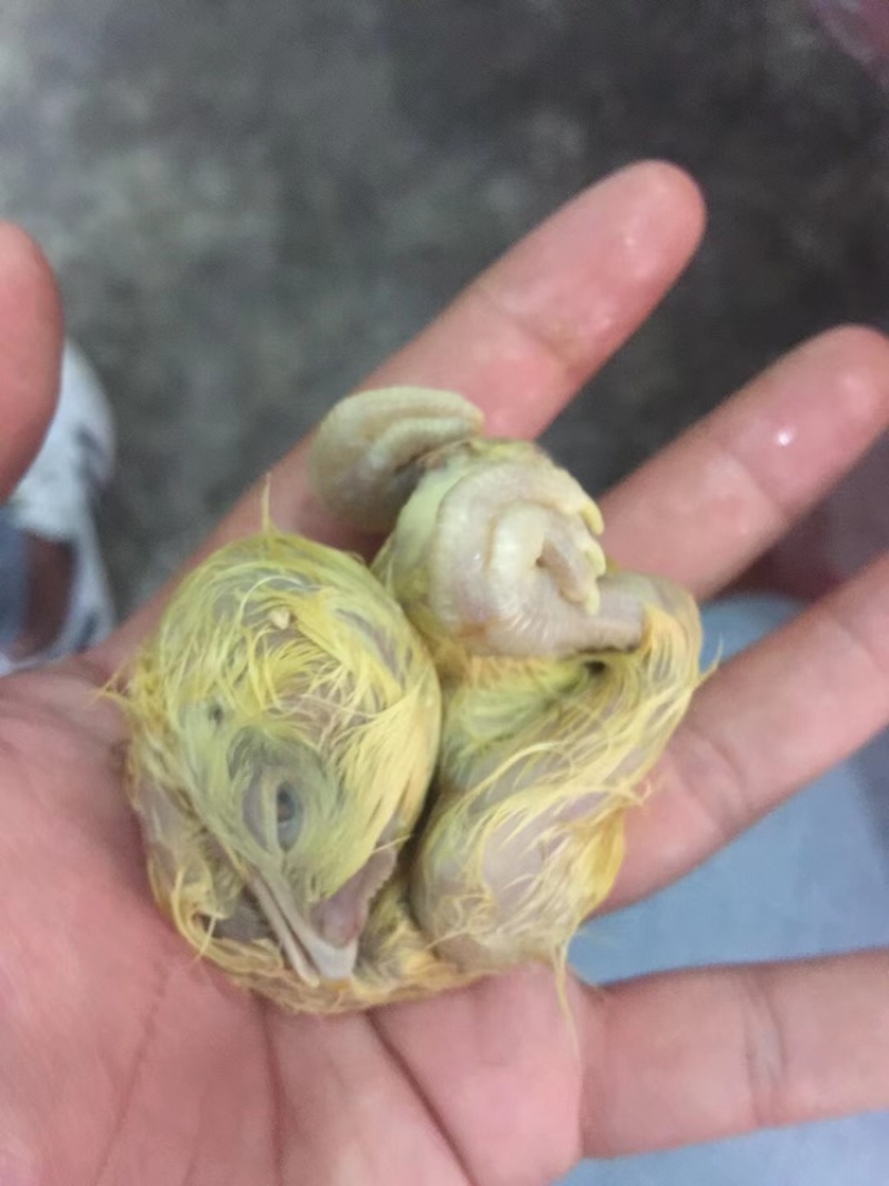 毛鸡蛋.半鸡半蛋.活珠子.照蛋.孵化厂直批，欢迎考查。