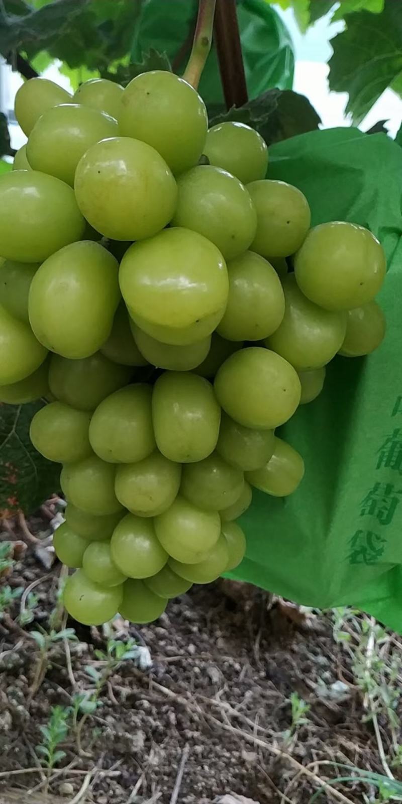 阳光玫瑰。葡萄上市了