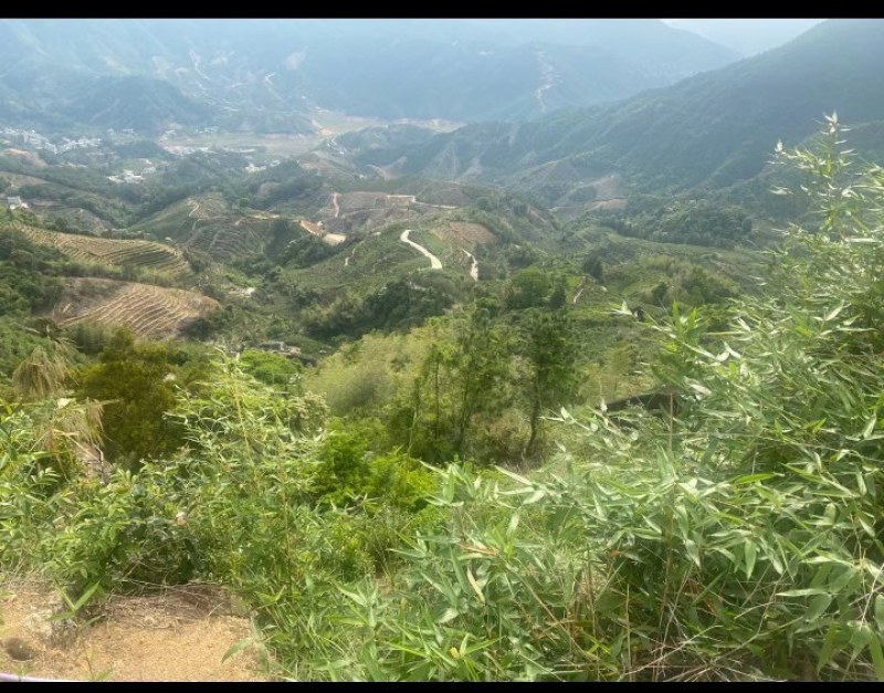 捡漏产品凤凰春高山单丛凹富后香韵好，海拔1000高