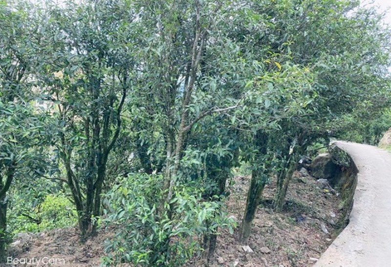 捡漏产品凤凰春高山单丛凹富后香韵好，海拔1000高
