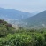 **产品凤凰春高山八仙单丛茶，果香味浓郁，炭香味更佳
