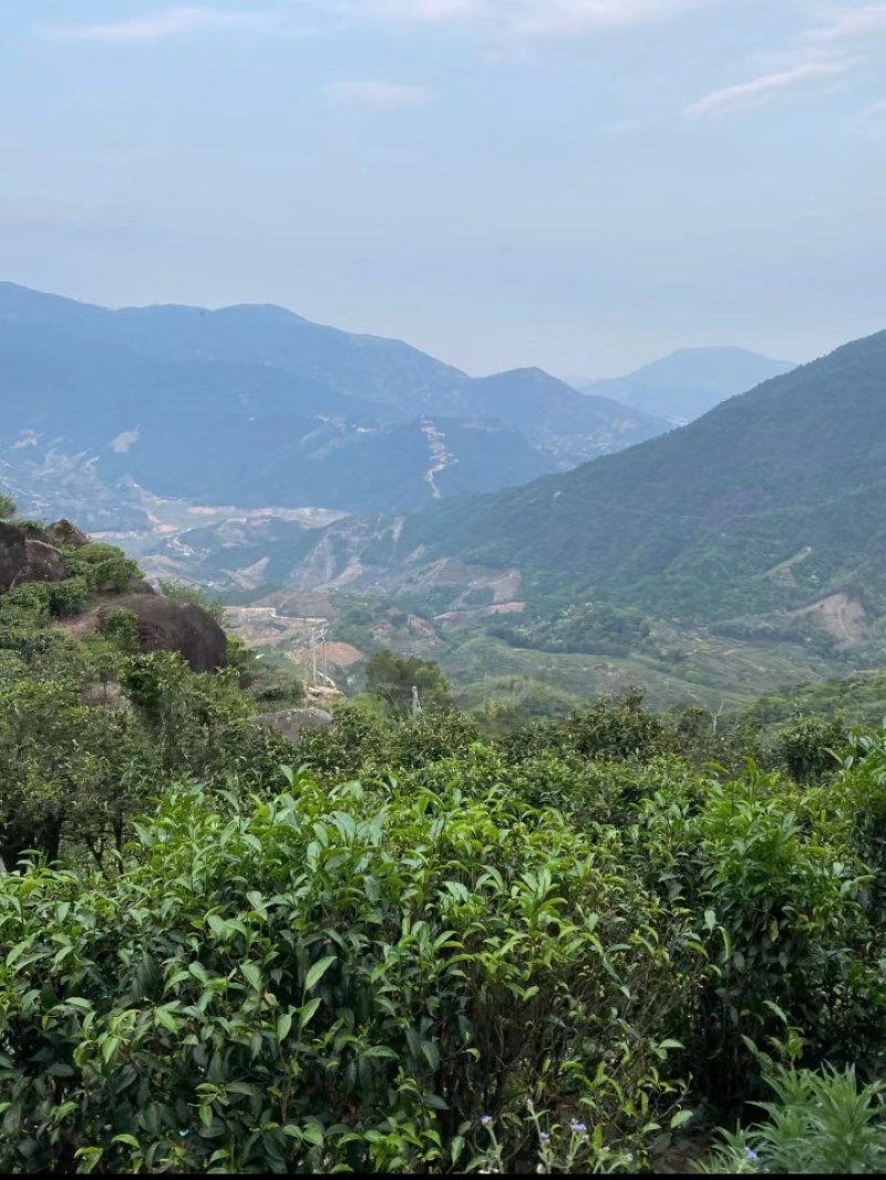 **产品凤凰春高山八仙单丛茶，果香味浓郁，炭香味更佳