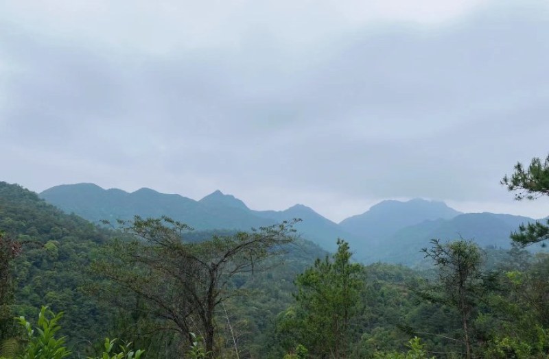 纯炭焙凤凰春高山单丛密兰香，高山韵香味好，海拔1000米