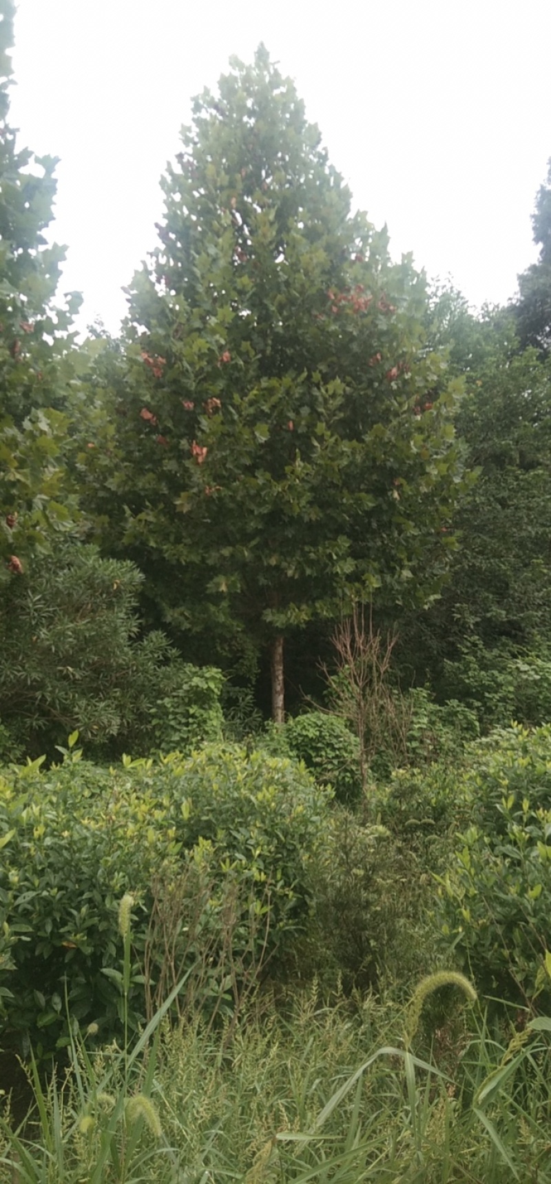 荆州地区大量法桐优惠出售