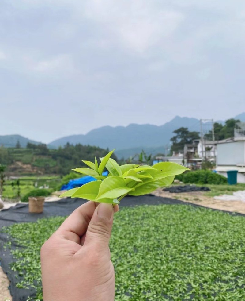 凤凰高山乌种单丛是一款有着高山也韵味，海拔1000米
