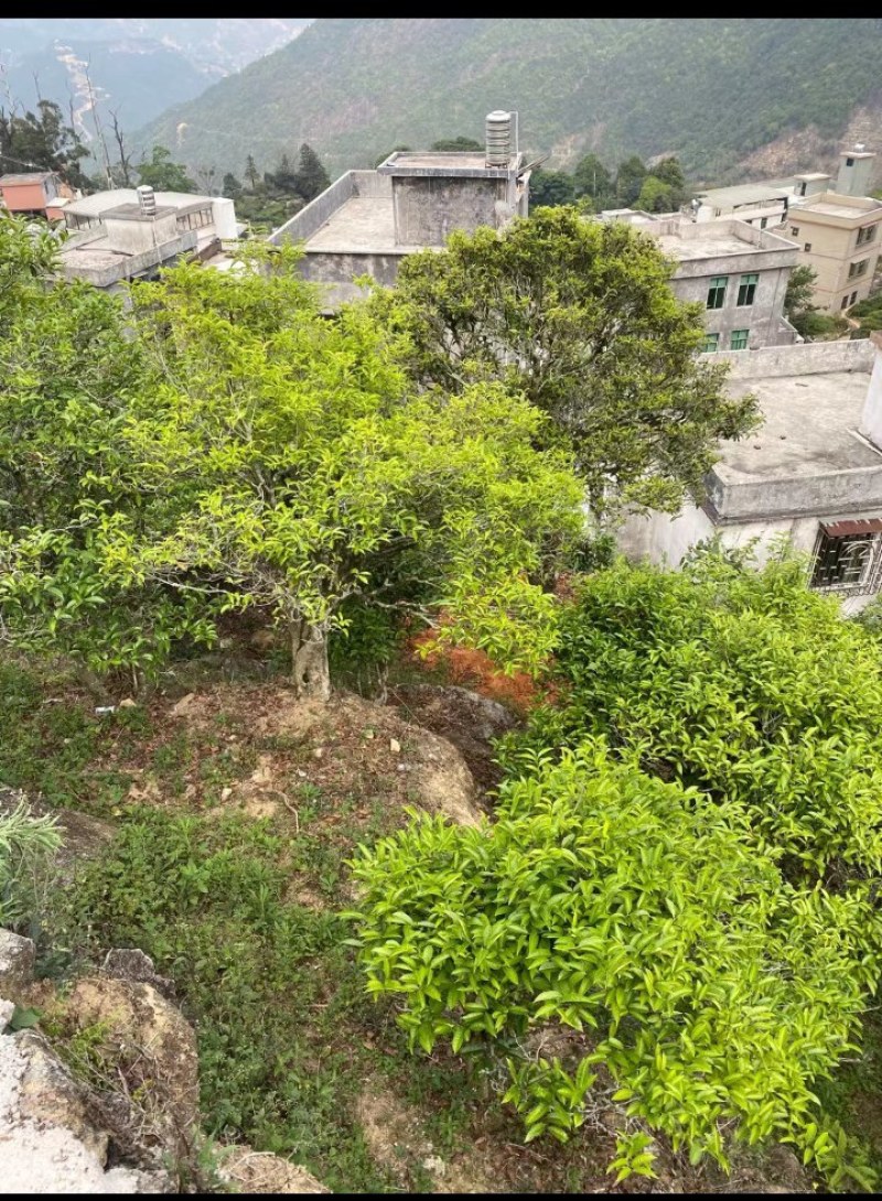 凤凰高山乌种单丛是一款有着高山也韵味，海拔1000米