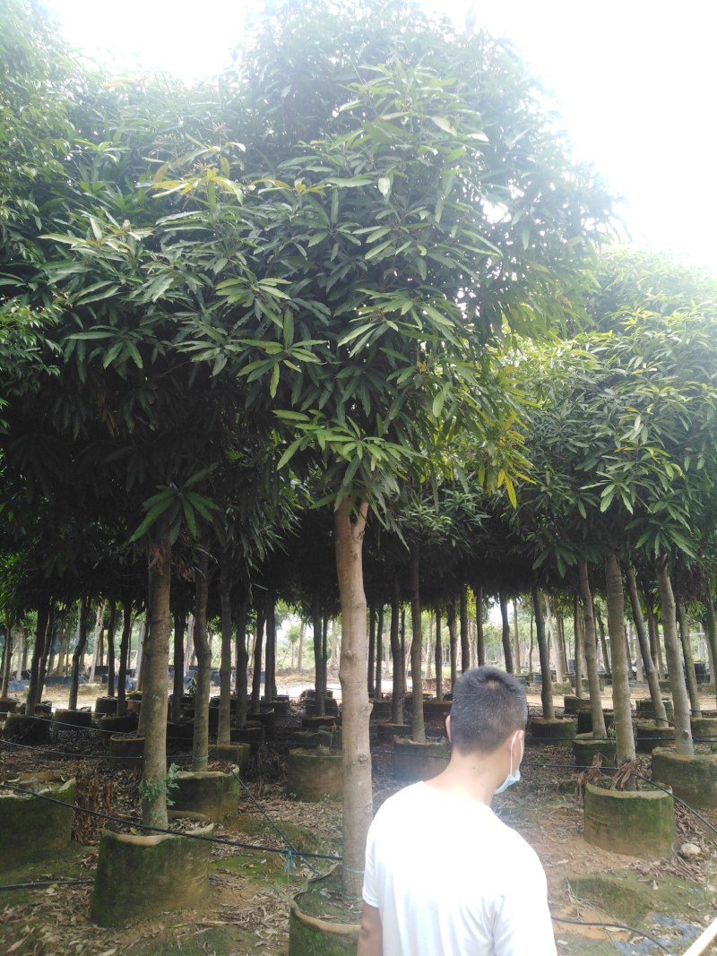 扁桃树