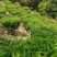 凤凰茶山优质产品兰花香单丛茶兰花味十足，产地直销