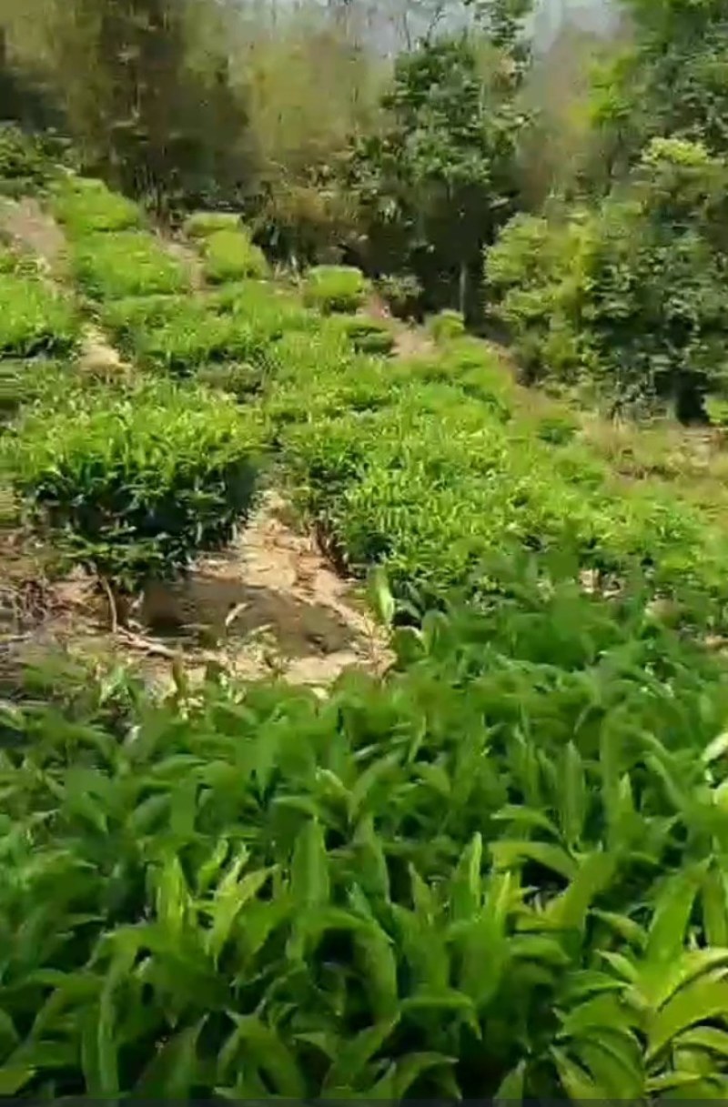 凤凰茶山优质产品兰花香单丛茶兰花味十足，产地直销