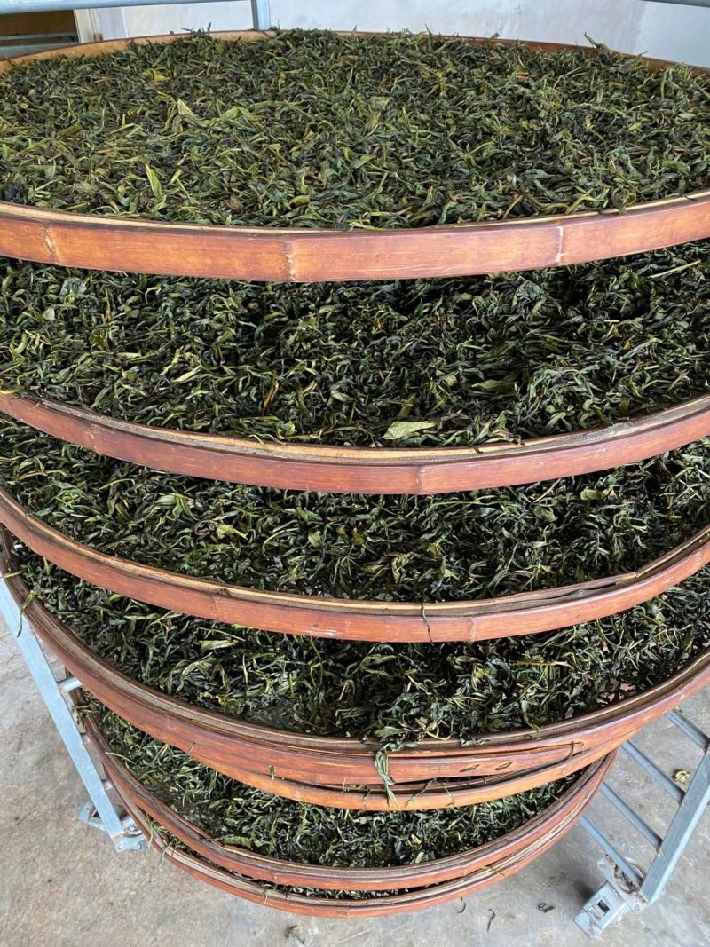 凤凰茶山优质产品兰花香单丛茶兰花味十足，产地直销