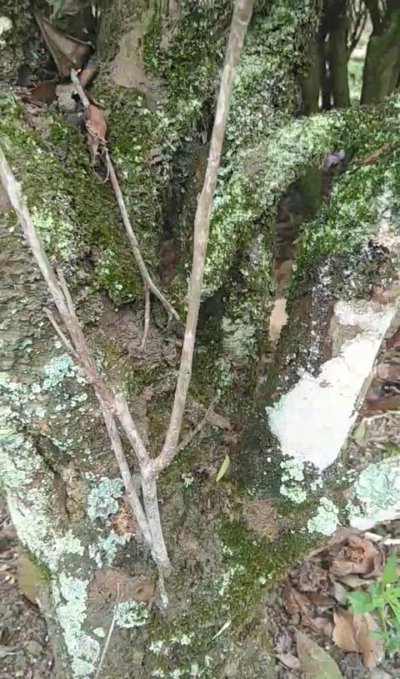 凤凰乌岽春银花香茶头清香奶香味十足，基地直销产品