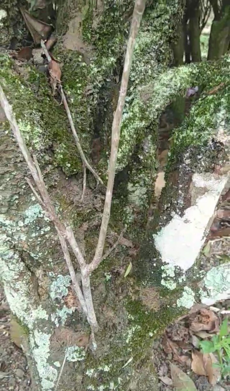凤凰茶山优质产品兰花香单丛茶兰花味十足，产地直销
