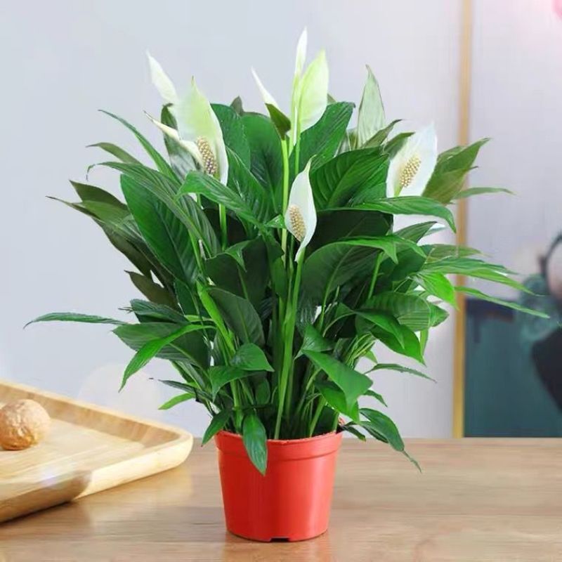 白掌一帆风顺带花发货红掌花室内绿植盆栽四季常青净化空气除