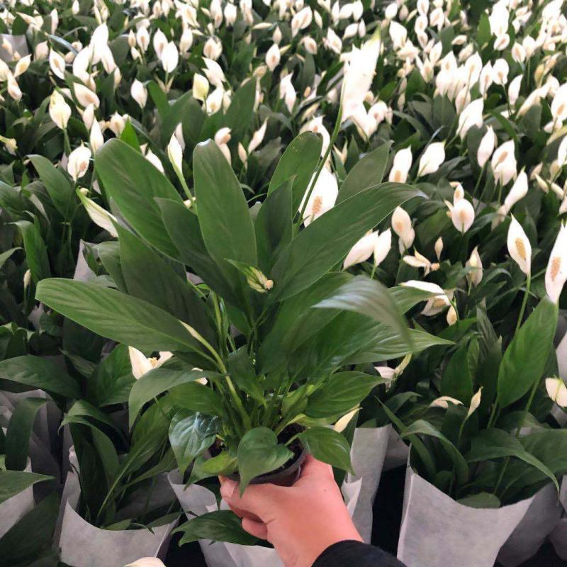 白掌一帆风顺带花发货红掌花室内绿植盆栽四季常青净化空气除